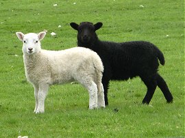 Lambs