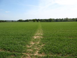 Fields nr Langham