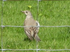 Song Thrush