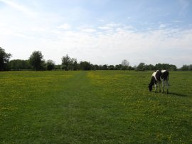 Meadows nr Dedham