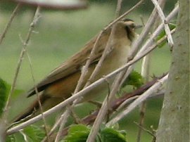 Chiffchaff