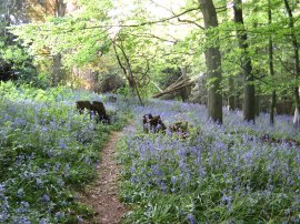 Footpath nr Rivers Hall Farm