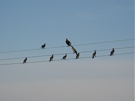 Cormorants