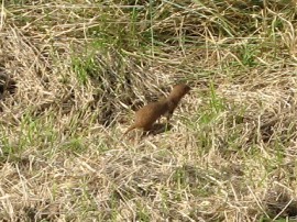 A Stoat