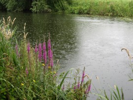 Raindrops on the river