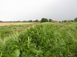 Another overgrown section of path