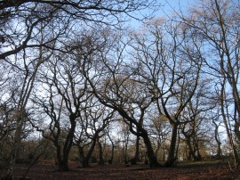 Lesnes Abbey Woods