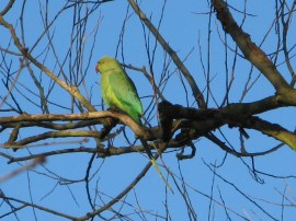 Parakeet