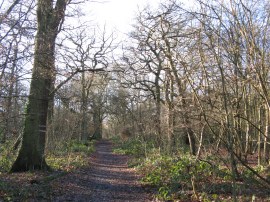 Oxleas Woods