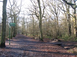 Oxleas Woods