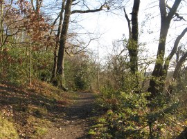 Bostall Woods