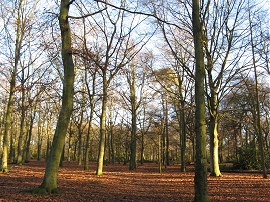 Bostall Woods