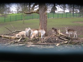 Deer in Maryon Wilson Park