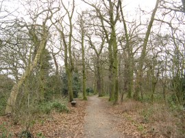 Downland Woodland Walk