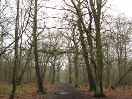 Elmstead Woods