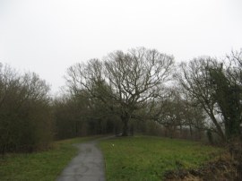 Tree on top of One Tree Hill