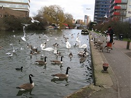 Feeding the birds