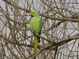 Ring Necked Parakeet