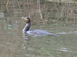 Cormorant