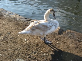 Swan Cygnet