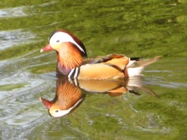 Mandarin Duck