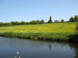 Meadow nr Harefield