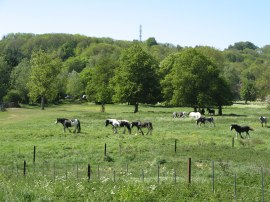 Boxmoor Meadows