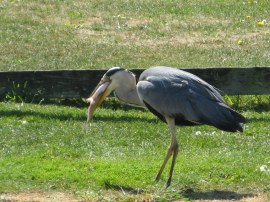 A Heron with its catch