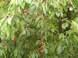 Cherries