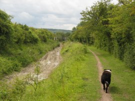 Wendover Arm, nr Little Tring Farm