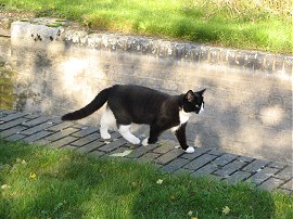 Cat by Marsworth Lock