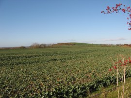 Wendover Arm nr Bulbourne Junction