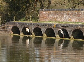 Sheep and a heron