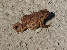 Common Toad