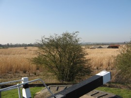 Reeds besides the canal