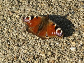 Peacock Butterfly