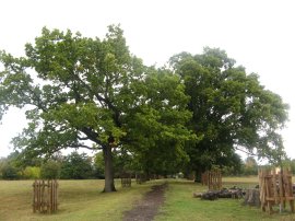 The Oak Walk, Pishiobury Park