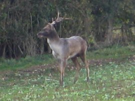 Stag nr Bush End