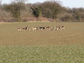 Deer, nr Thaxted