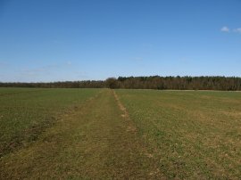 Approaching Rowney Wood