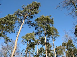 Trees, Rowney Wood