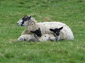 Black Faced Lambs