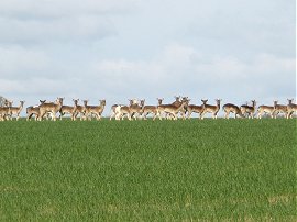 Deer, nr Chrishall