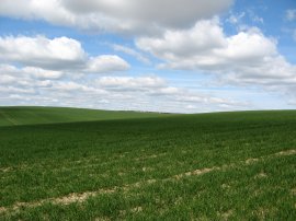 Fields nr Barley