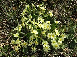 Primroses