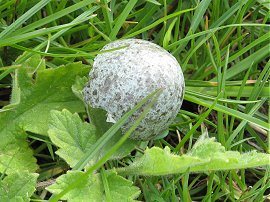 Speckled blue birds egg