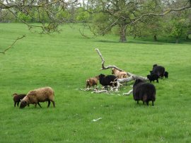 Sheep, Wimpole Hall