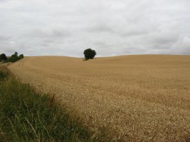 Fields nr Great Eversden