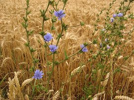 Ripe Barley