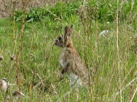 Hare